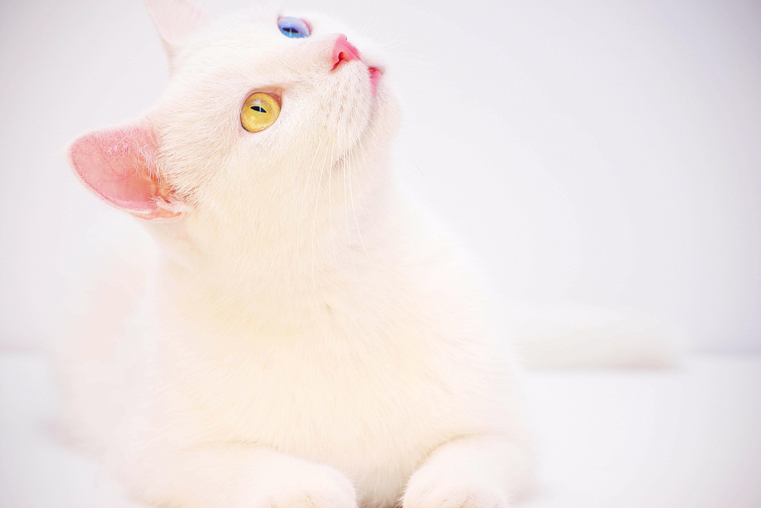 Understanding CBD Isolate vs CBD Distillate.